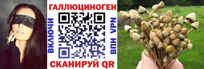 Галлюциногенные грибы Psilocybine cubensis Дальнереченск
